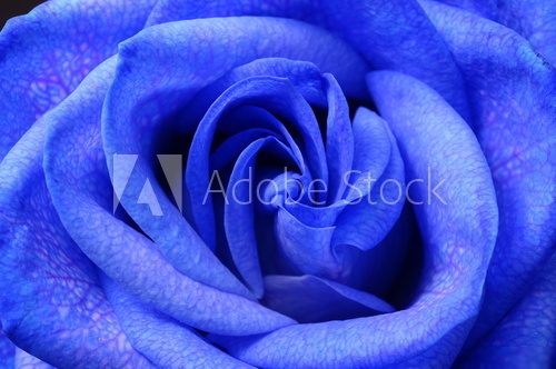 Details of blue flower rose  Kwiaty Plakat