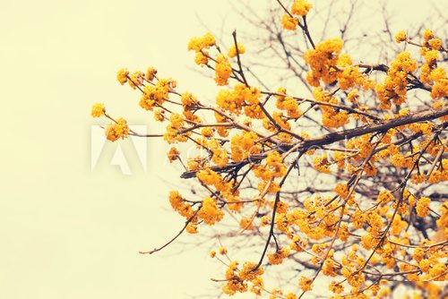 Blooming tree with yellow flowers, toned image  Kwiaty Plakat