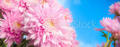 Chrysanthemum  Kwiaty Plakat