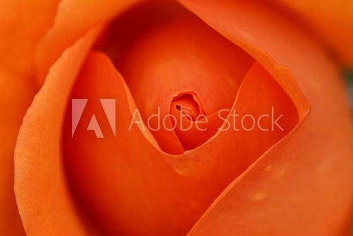 Orange rose bud  Kwiaty Plakat