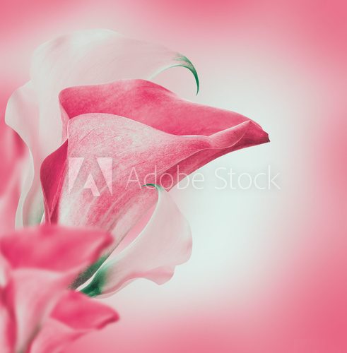 Bright buds callas, floral background  Kwiaty Plakat