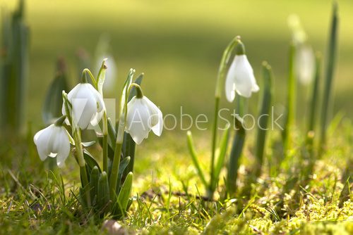 snowdrop flowers in morning, soft focus, perfect for postcard  Kwiaty Plakat