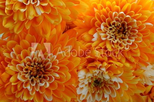 macro of orange aster flower  Kwiaty Plakat