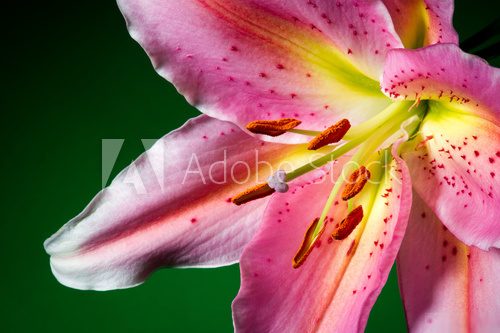 Macro photography of pink lily flower with white-pink petals  Kwiaty Plakat