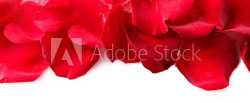 Beautiful red rose petals, isolated on white  Kwiaty Plakat