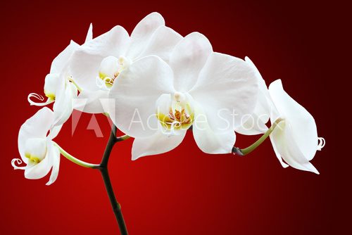 Orchid against red  Kwiaty Plakat