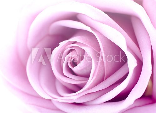 rose  Kwiaty Plakat
