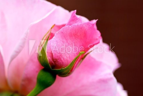 Blooming pink rose flower with fresh bud.  Kwiaty Plakat