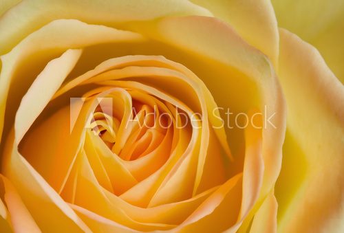 Close up image of orange and yellow rose  Kwiaty Plakat