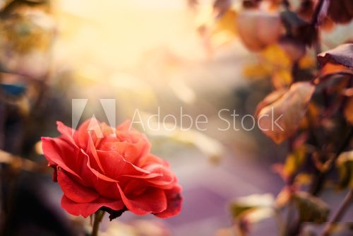 Red rose in the garden  Kwiaty Plakat