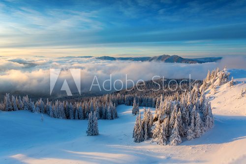 Winter sunrise over the clouds with fir full of snow  Pejzaże Plakat