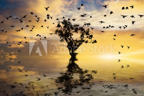 Single tree on water with sunrise and birds  Pejzaże Plakat