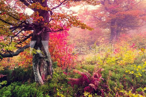 autumn forest  Pejzaże Plakat