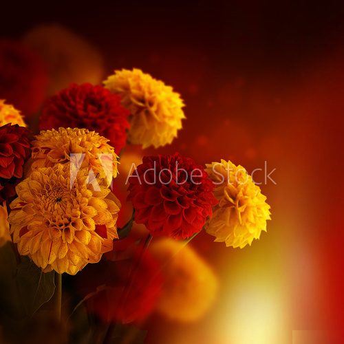 Colorful autumn chrysanthemums with flares, floral background  Plakaty do Sypialni Plakat