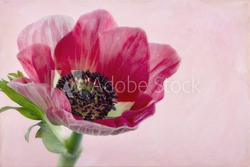 Closeup of anemone flower2  Plakaty do Sypialni Plakat