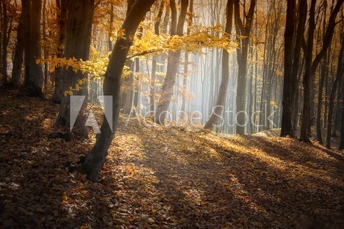 colorful forest in autumn with sun rays  Plakaty do Sypialni Plakat