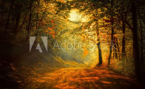 Autumn in the forest  Plakaty do Sypialni Plakat