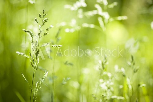 June green grass flowering  Trawy Fototapeta