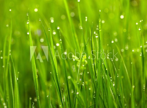 Green grass with waterdrops  Trawy Fototapeta