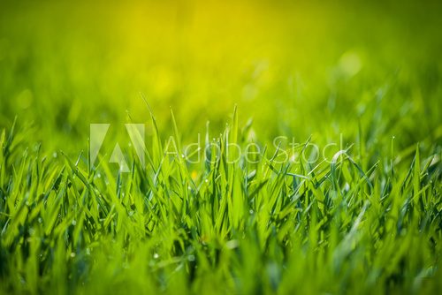 Fresh green grass  Trawy Fototapeta