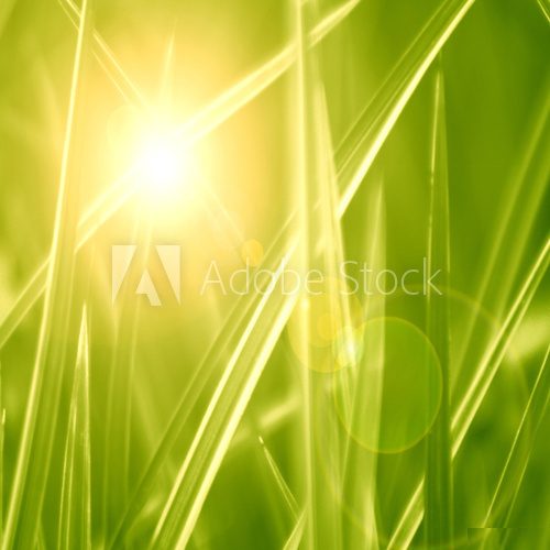 grass background  Trawy Fototapeta