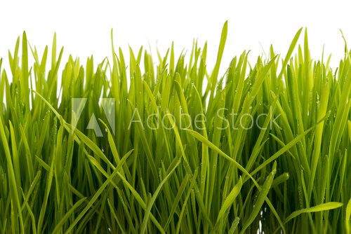 Gras mit Wassertropfen  Trawy Fototapeta