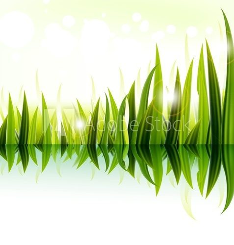 illustration of green grass vector design  Trawy Fototapeta