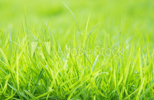 Fresh green grass with water droplet on sunshine  Trawy Fototapeta