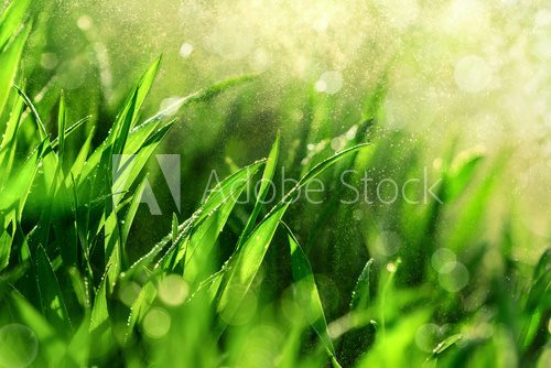 Hohes nasses Gras in Nahaufnahme  Trawy Fototapeta