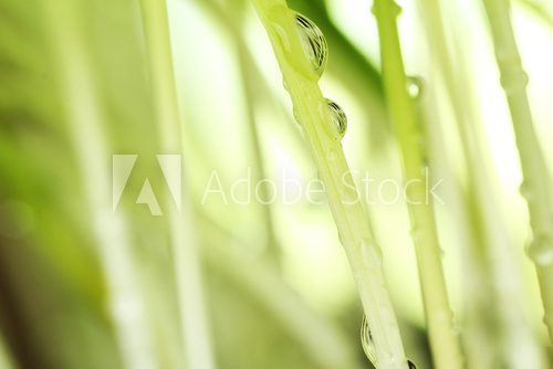 Fresh grass with dew drops close up  Trawy Fototapeta