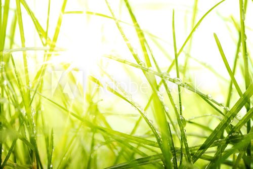 green summer grass and sunlight  Trawy Fototapeta