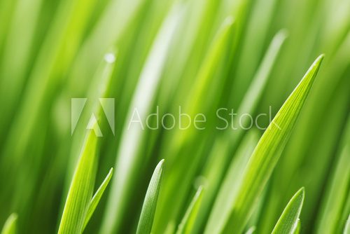 Spring grass  Trawy Fototapeta