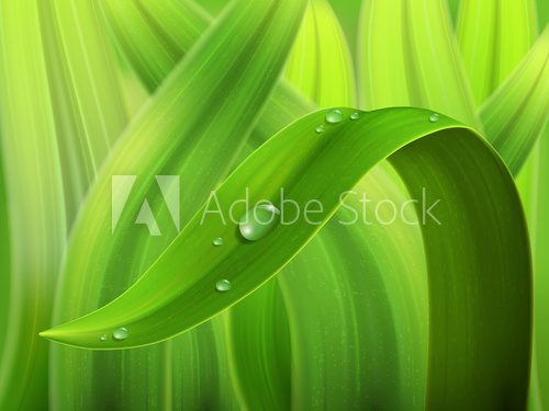 A drop of water on a stalk of grass. Nature vector background.  Trawy Fototapeta
