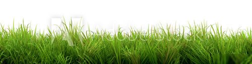 Grass  Trawy Fototapeta