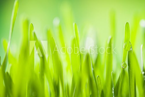 Detail of grass  Trawy Fototapeta