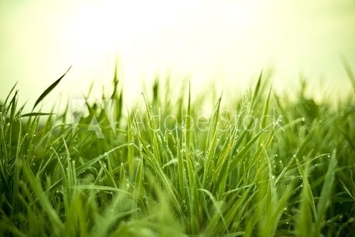 Grass With Dew Drops  Trawy Fototapeta