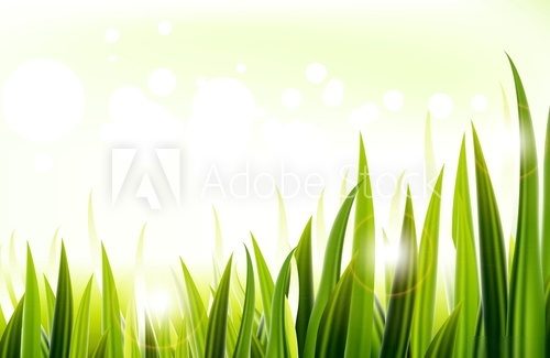 Green grass  Trawy Fototapeta