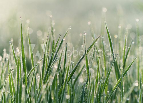 Grass and dew drops  Trawy Fototapeta