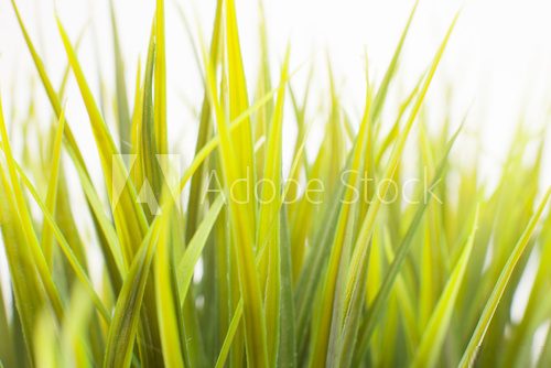 Grass on White  Trawy Fototapeta