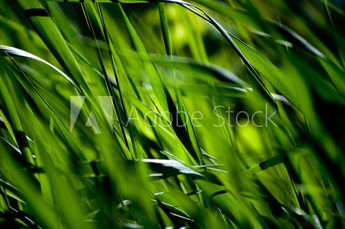 A green grass nature background  Trawy Fototapeta