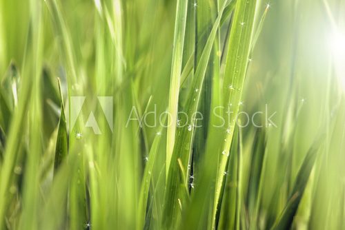 Background of Green Grass Meadow with Shining Rain Drops  Trawy Fototapeta