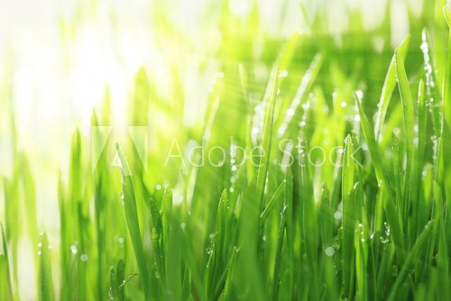 Bright sunny background with grass and water droplets  Trawy Fototapeta