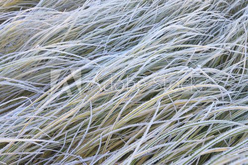 Hoar frost  Trawy Fototapeta