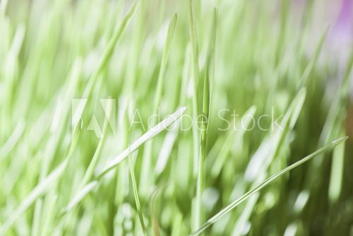 Green grass  Trawy Fototapeta