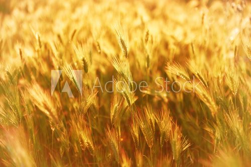 Field of grass on sunset  Trawy Fototapeta