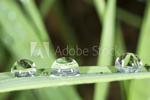 Krople rosy na zielonej trawie Trawy Fototapeta