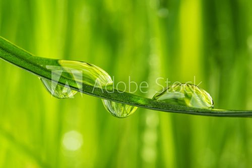 grass with water drops - detail  Trawy Fototapeta