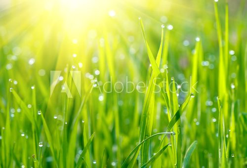 Green grass sunrise.  Trawy Fototapeta