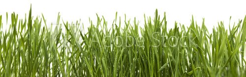 green grass  Trawy Fototapeta