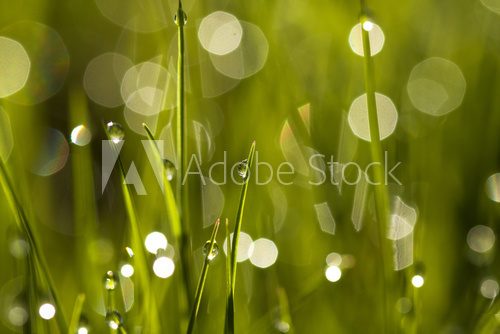 Water drops on the green grass  Trawy Fototapeta